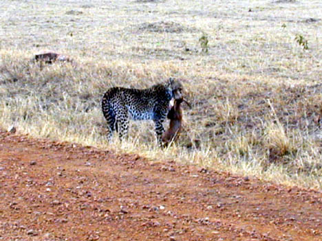 5-10-02 cheetah kills small topi